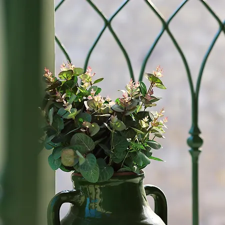 Szálloda Voger Pino